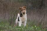 FOX TERRIER 494